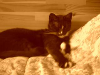 Katze kitti wird vermisst