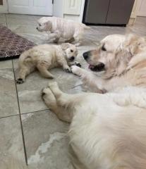 AKC registrierte Golden Retriever Welpen