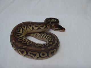 0. 1 - Pewter Pastel, Cinnemon CB 2021