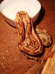 2. 0 boa constrictor imperator