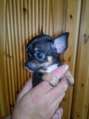 Chihuahuawelpen
