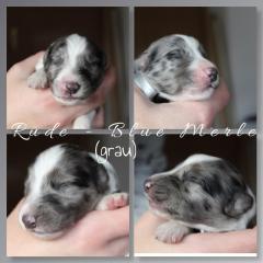 Australian Shepherd x American Collie Welpen