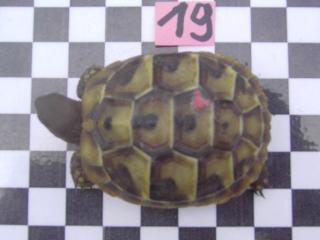 Griechische Landschildkröten THB von2011