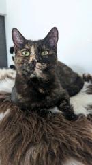 Roxy VERMISST seit 03. 12. 23 Schildpatt, tricolor, Glückskatze