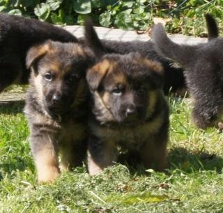 Schäferhund-Welpen Zwinger von der Einflugschneise ab 07. 09. 12