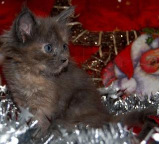 Wunderschöne Maine coon kitten