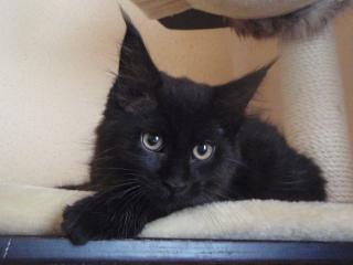 Hübsche Maine Coon Kitten mit Stammbaum