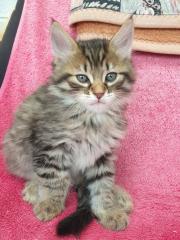 Verkaufe süße Katzen