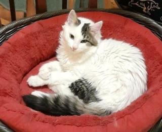 Kater vermisst - Charlie wird seit Oktober 23 gesucht