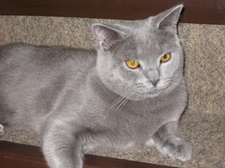 BKH - Katze zu verkaufen