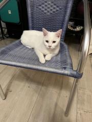 Main coon Kater in weiß zu verkaufen