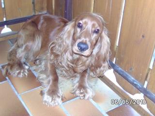 Verkaufe Cocker Spaniel