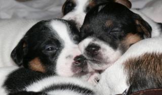 Parson Jack Russell Welpen aus guter Welpenabstammung