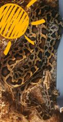 Tigerpython zirka 8 Monate sehr lieb