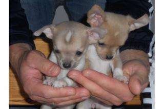 Chihuahua Welpen LH KH