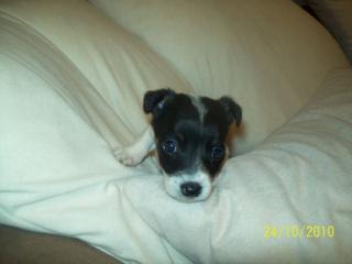 Chihuahua-Pinscher Welpe 12 Wochen alt
