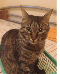 Kater vermisst in Nürnberg, Hohe Marter