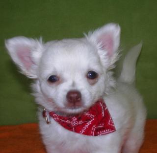 Süße Chihuahuawelpe sehr typvoll und klein bleibend