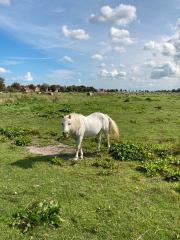 Shettys, Welsh - Pony - Schimmel, Stuten, Hengst zu verkaufen