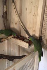 Blaukappenamazonen Amazona Finschi abzugeben