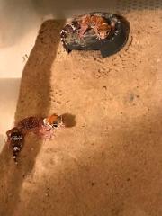 Australischer Dickschwanzgecko/Bellende Geckos/ Underwoodisaurus millii abzugeben, NZ 2023, besond