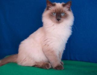 Neva Masquarade Sibirische Katze