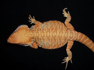 Wunderschönes Orange/Rote Hypo Leatherback Farbbartagamen Männchen abzugeben S