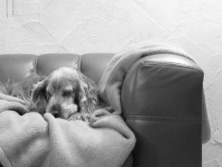 Süßer Cockerspaniel Hennessy sucht Altersruhesitz