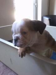 Old Englishbulldogen Frei atmend