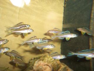 Xenotilapia papilio Tembwe