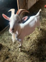 Ziegenbock
