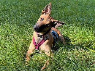 Traumzuhause für Malinois-Mischlingshündin 5 Monate gesucht