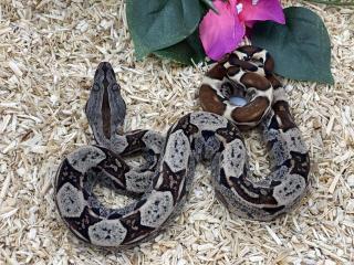 Boa Constrictor Imperator NZ 2022