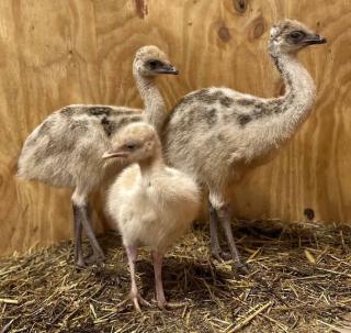 Dromaius novaehollandiae Emu