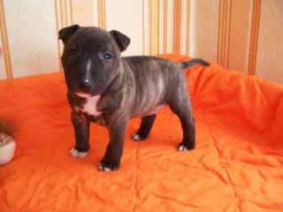 Miniatur Bullterrier Mädchen