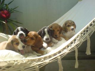 Beagle- Mix- Welpen, sechs prachtvolle Schlappohren zu verkaufen