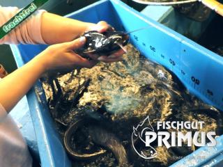 Besatzfische 10 Welse ca. 30-40 cm