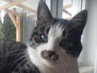 Kater /Katze vermisst, entlaufen, gesucht