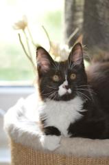 Maine Coon Kitten hat den Koffer gepackt.