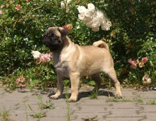 MOPS WELPE