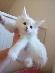 Maine Coon Kitten mit Stammbaum blaue Augen