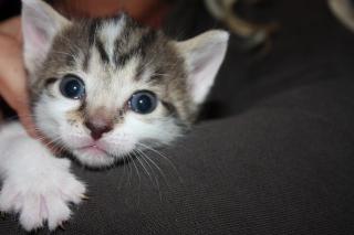 Kleine Mizekatzen abzugeben