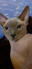Deckkater