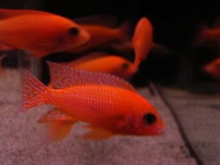 Alonocara Fire Fish