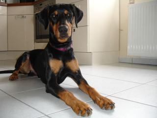 Wunderschöner Dobermann zu verkaufen