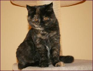 BKH Girl black-tortie