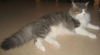 Deckkater