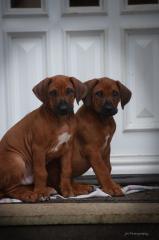 Noch 2 Rüden und 1 Hündin frei Wunderschöne red wheaten Rhodesian Ridgeback Welpen