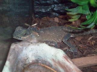 Nackenstachler - Acanthosaura capra