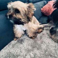 Yorkshire terrier mini